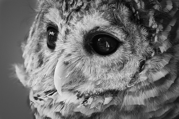 Barred Owl