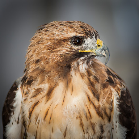 Red Tail Hawk