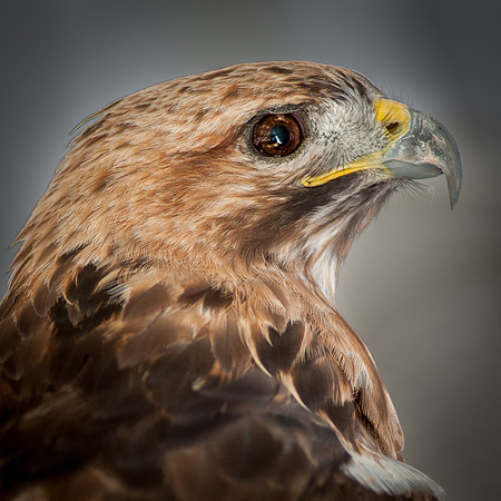 Red Tail Hawk
