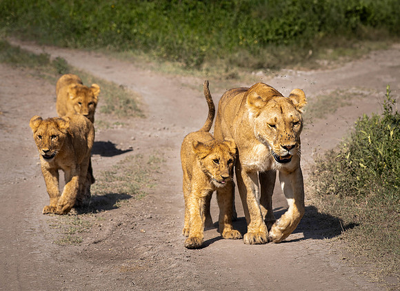 Lioness with cubs