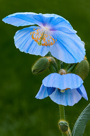 Himalayan Blue Poppy