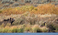 Grizzly with Fresh Elk Kill