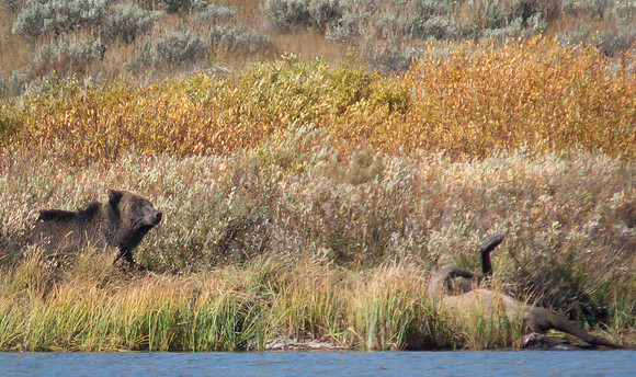 Grizzly with Fresh Elk Kill