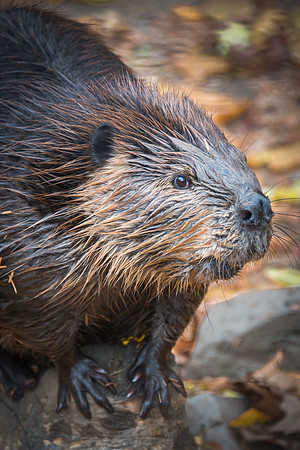 Beaver
