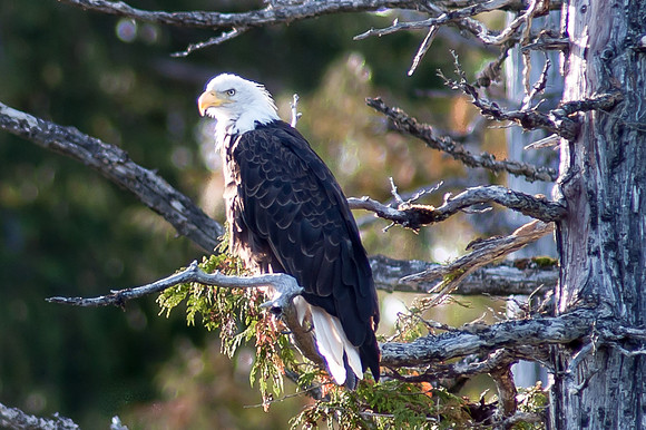 Bald Eagle