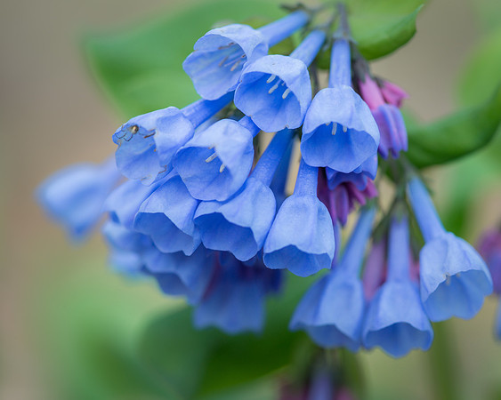 Bluebells