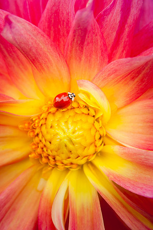 Lady Bug