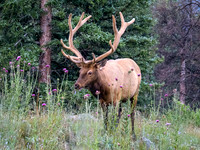 Bull Elk, Rocky Mountain National Park