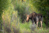 Moose Cow