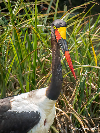 Saddle Billed Stork