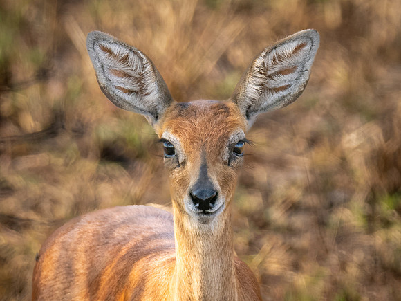 Steenbok