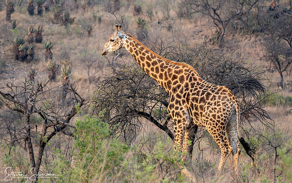 Giraffe