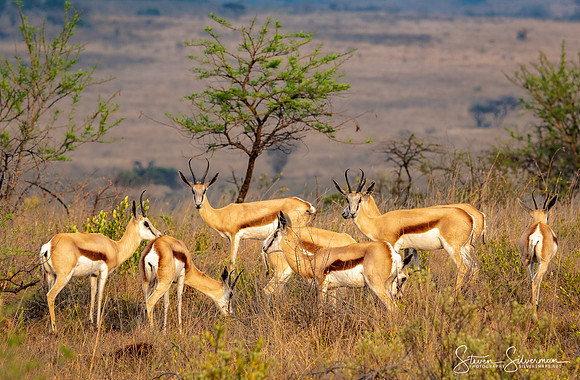Springbok Herd at Sunset