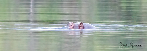 Hippopotamus