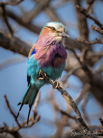 Lilac Breasted Roller