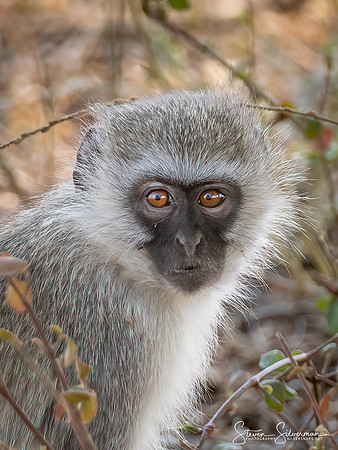 Juvenile Vervet Monkey