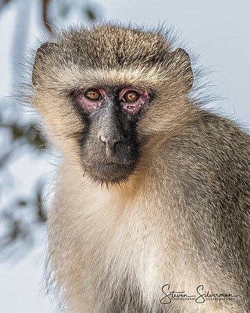 Vervet Monkey
