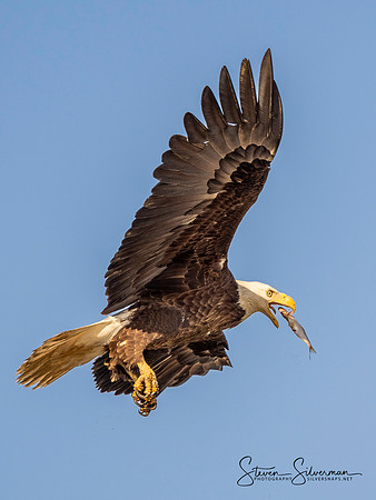 Mid Air Snack