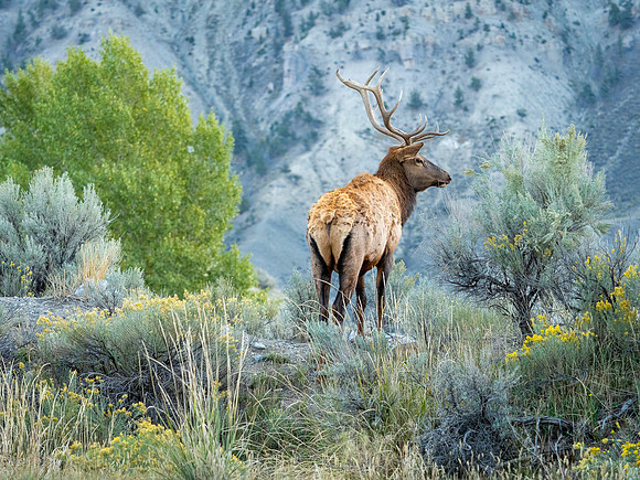 Bull Elk, Mammoth Hot Springs