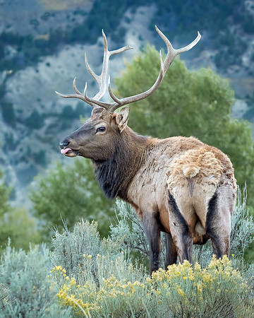Bull Elk, Mammoth Hot Springs