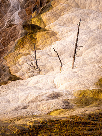 Travertine at Mammoth Hot Springs