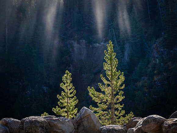 Backlight Pine Trees