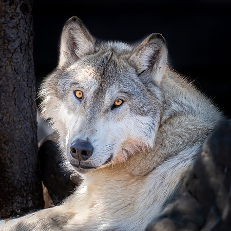 Timber Wolf