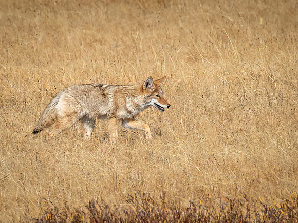 Coyote