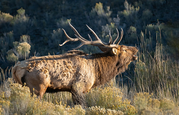 Bull Elk Bugling at Sunrise, Mammoth Hot Springs