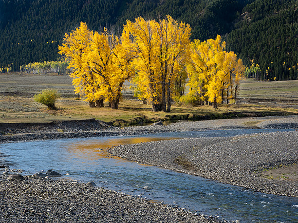 Cottonwood's in Fall Color