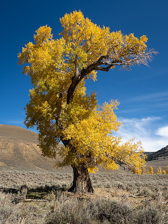 Cottonwood in Fall Color