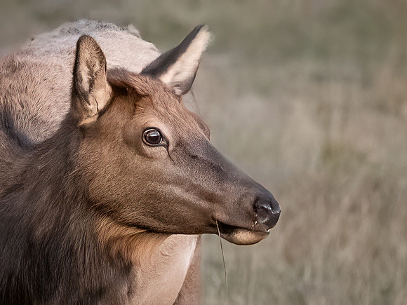 Elk Cow