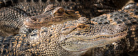 140328 Gatorland 0378