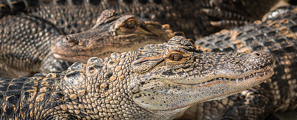 140328 Gatorland 0378