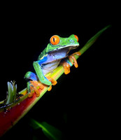 Red-eyed Tree Frog