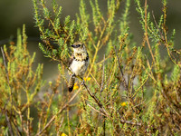 Usambiro Barbet