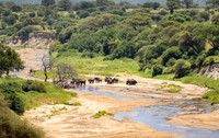Elephant Herd by the River