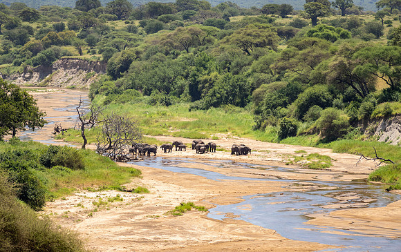 Elephant Herd by the River