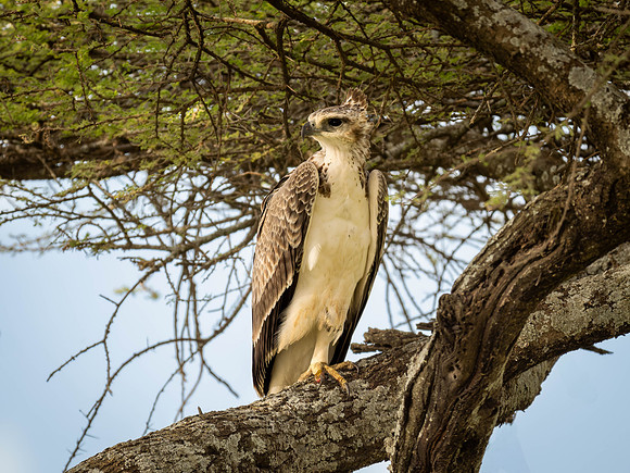 Martial Eagle