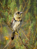Usambiro Barbet