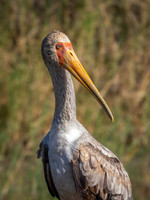 Yellow-Billed Stork