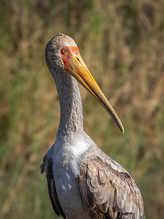 Yellow-Billed Stork