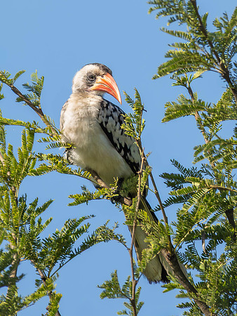 Red-Billed Hornbill
