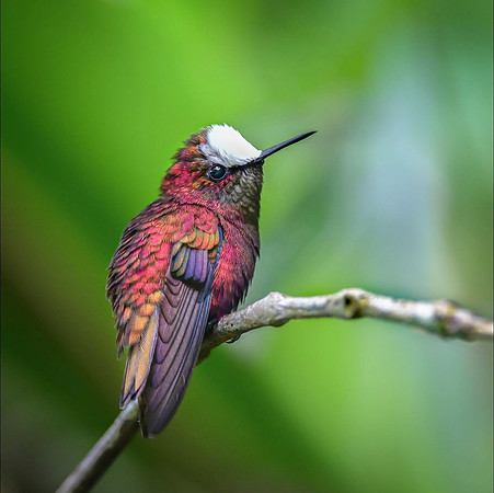 Snowcap Hummingbird