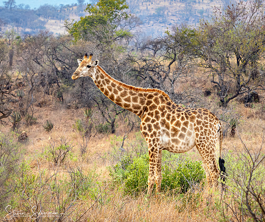 Pregnant Giraffe