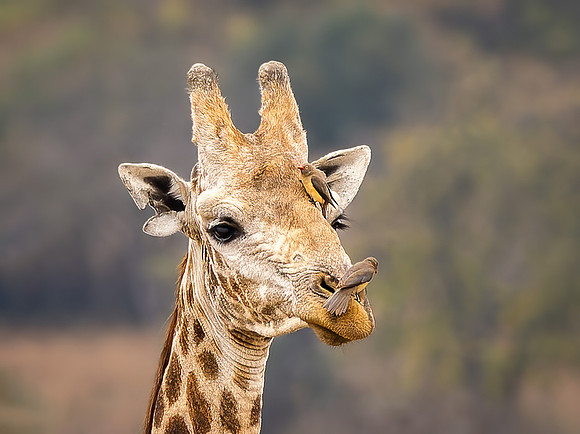 Red-Billed Oxpecker on Giraffe