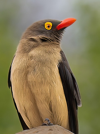 Red-Billed Oxpecker