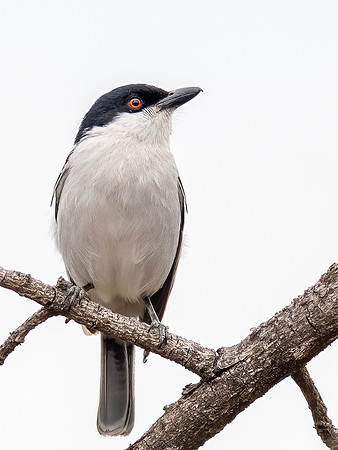 Black-Capped Puffback