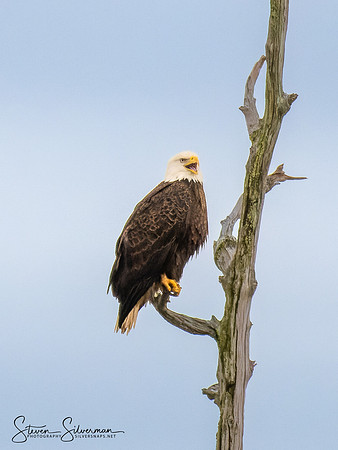 Bald Eagle