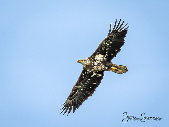 Juvenile Bald Eagle in flight